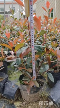 0.2公分红叶石楠