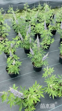 高度30厘米穗花牡荆