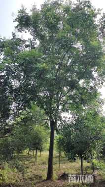 15公分栾树