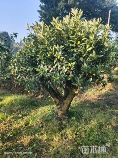 高度200厘米金桔