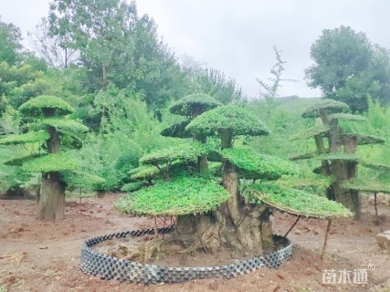 断根苗造型对节白蜡