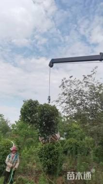 冠幅150厘米红叶石楠球