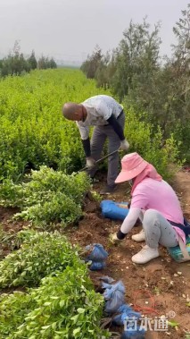 高度50厘米卫矛小苗