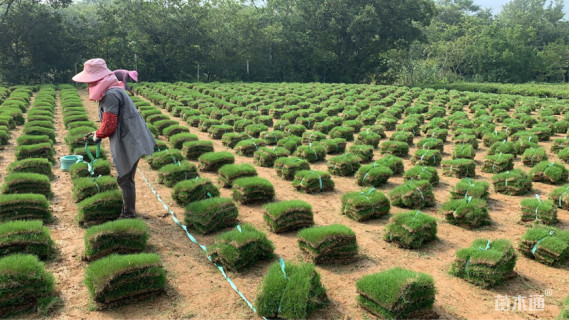 草卷状天堂草