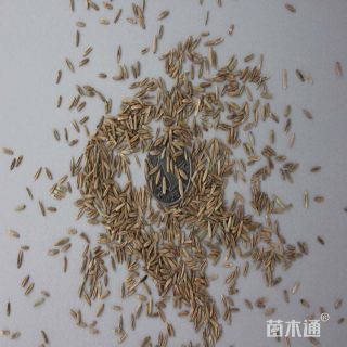 高羊茅种子