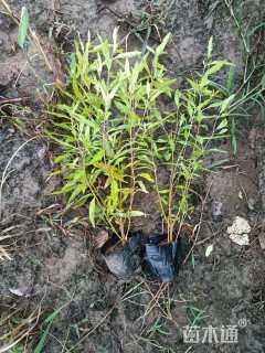 高度30厘米金叶莸