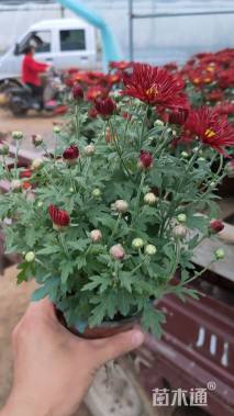 高度20厘米国庆菊