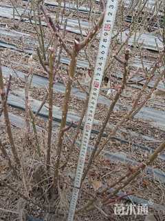 高度50厘米月季