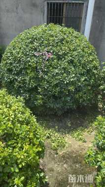 冠幅250厘米海桐球