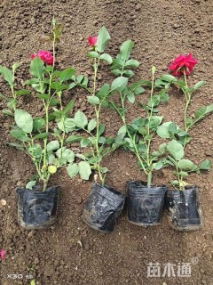 高度25厘米红帽月季