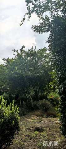 5公分(3杆)丛生榉树