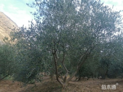 30公分橄榄树