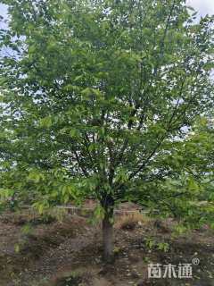 20公分染井吉野樱