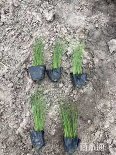 高度15厘米细茎针茅