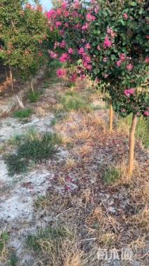 高度250厘米天鹅绒紫薇