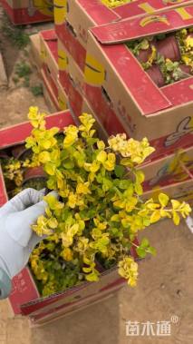 高度15厘米金叶过路黄