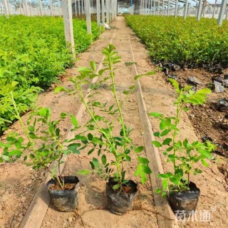 高度45厘米玫瑰