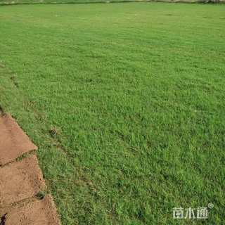 草卷状百慕大草