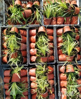 高度20厘米金边麦冬