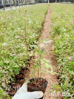 高度30厘米丰花月季