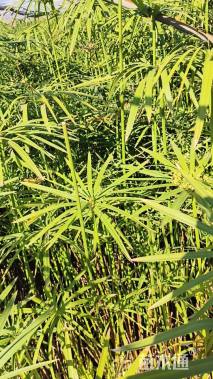 高度40厘米风车草