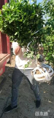 冠幅100厘米大叶黄杨球