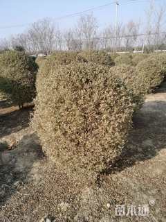 冠幅150厘米银姬小蜡球