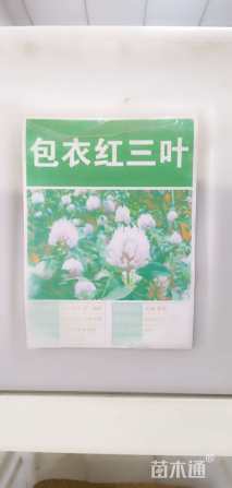 红三叶种子