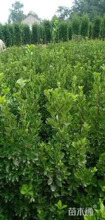 高度80厘米黄杨