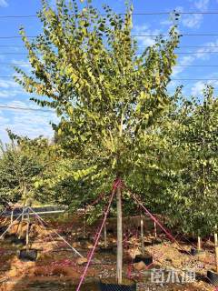 12公分宫粉紫荆