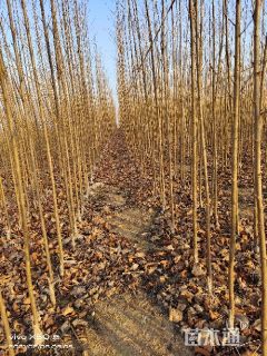 高度200厘米染井吉野樱小苗