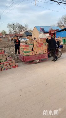 高度25厘米白三叶