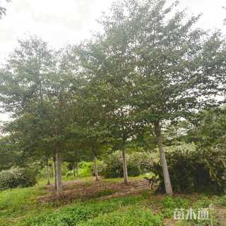 15公分高杆染井吉野樱