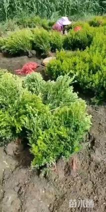 高度40厘米小叶黄杨