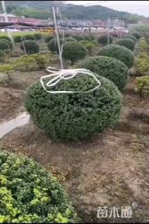 冠幅120厘米龟甲冬青球