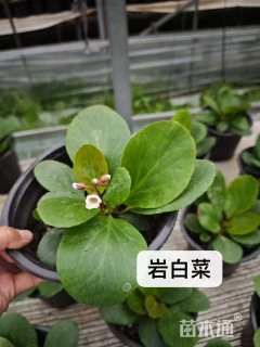 高度5厘米岩白菜