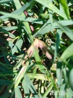 草卷状中华结缕草