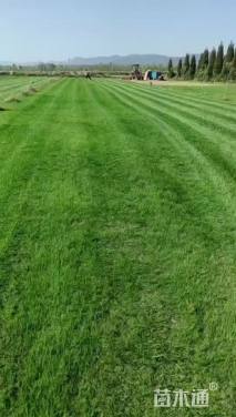 草毯状百慕大草