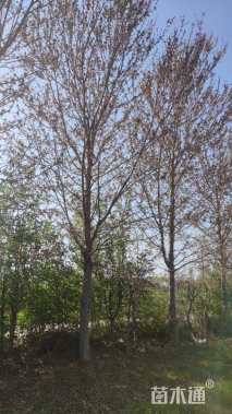 14公分美国红枫