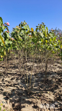 高度160厘米木芙蓉