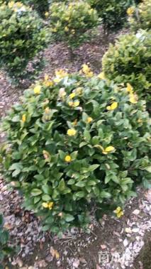 冠幅100厘米金森女贞球