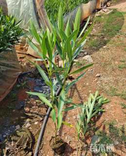 高度60厘米夹竹桃