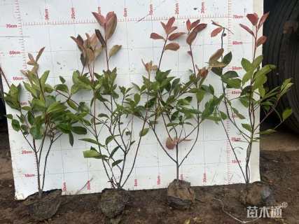 0.5公分红叶石楠