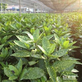 高度50厘米洒金珊瑚小苗