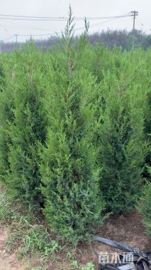 高度100厘米塔柏