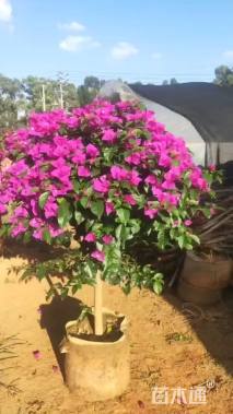 高度52厘米三角梅