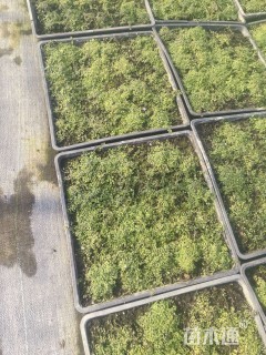 高度5厘米半边莲