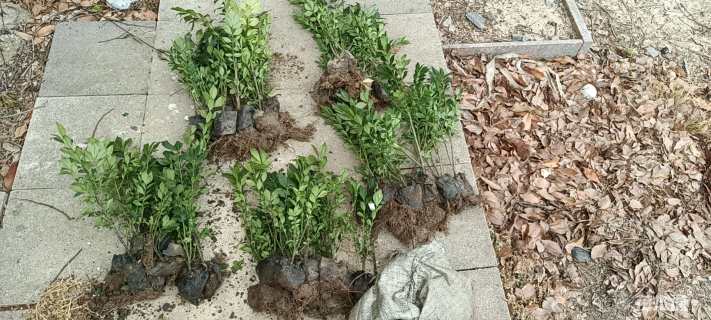 高度5厘米大滨菊