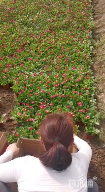 高度30厘米雏菊