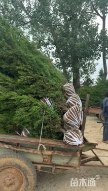 高度200厘米蜀桧